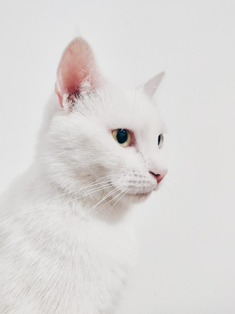 adorable-animal-animal-photography-1485968.jpg
