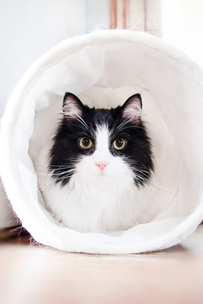 animal-animal-photography-big-eyes-977933.jpg