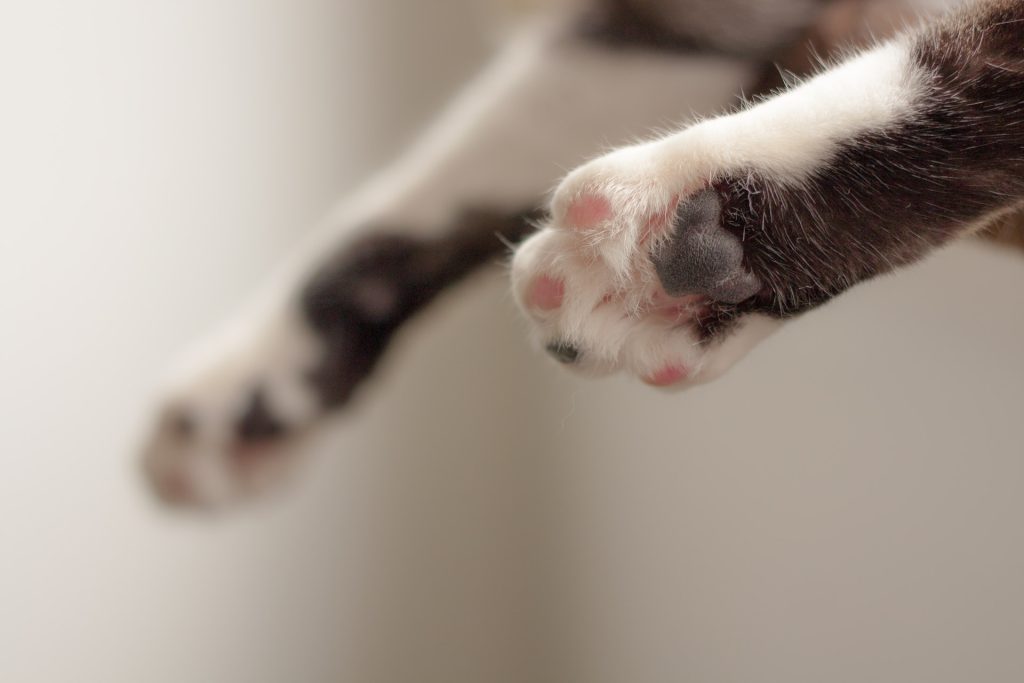animal-cat-cute-909916.jpg