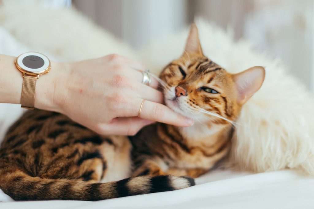 img_CAT2.jpg